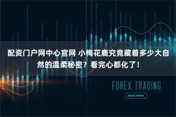 配资门户网中心官网 小梅花鹿究竟藏着多少大自然的温柔秘密？看完心都化了！