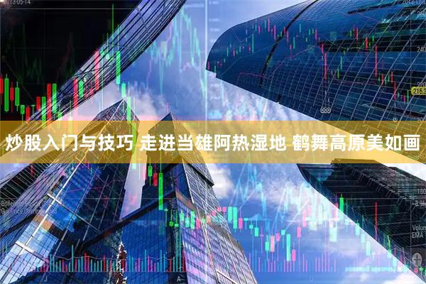 炒股入门与技巧 走进当雄阿热湿地 鹤舞高原美如画